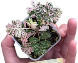 Image result for Phyllanthus