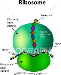 Oct 04, 2019 · ncert solutions for class 8 science chapter 8 cell structure and functions topics and sub topics in class 8 science chapter 8 cell structure and functions: The Structure Of The Ribosome Infographics Vector Illustration On Isolated Background Biology Notes Biology Classroom Biology Units