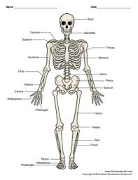 There are two basic types of bone tissue. Printable Human Skeleton Diagram Labeled Unlabeled And Blank