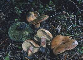 Image result for Lactarius mutabilis