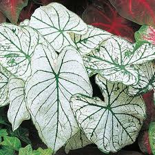 Caladium Candidum K Van Bourgondien In 2020 Caladium Perennials Shade Garden