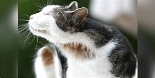 I never fully enjoyed the taste of equine dandruff, and the eternal smell of manure irked me, especially at the. Dandruff In Cats Causes And Treatment Pets Wiki Download 768 1024 Cat Dandruff 37arts Net