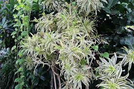 Tanaman hias mencakup semuanya tumbuhan, baik berupa terna, merambat, semak, perdu, ataupun pohon, yg berencana ditanam orang sebagai komponen taman, kebun rumah, penghias area, upacara, komponen riasan/busana, atau menjadi komponen karangan bunga. Ragam Tanaman Perdu Sebagai Tanaman Hias Tak Kalah Memikat Artikel Pertanian Terbaru Berita Pertanian Terbaru