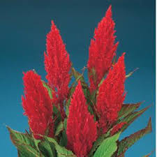 Image result for Celosia elegantissima