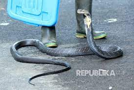 Mimpi tentang membunuh ular adalah mimpi positif. Kisah Ular Dalam Hadis Republika Online