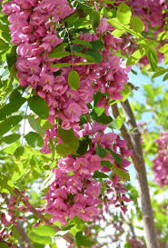 Image result for Acacia