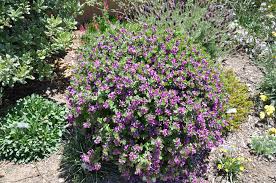 Image result for Polygala