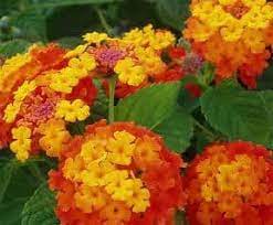 The picture above shows confetti filling an eight foot long planter. Lantana Bush Care How To Grow Lantana Plant And Trees Guide