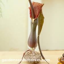 Image result for Sauromatum