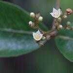 Image result for Psorospermum febrifugum