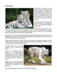 El tigre blanco es la misma especie que. El Tigre Blanco
