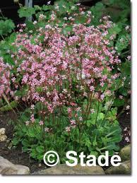 Saxifraga X Urbium Clarence Elliott Veg Garten Porzellanblumchen Hier Bestellen Schattenpflanzen Garten Hosta Garten Schattenpflanzen