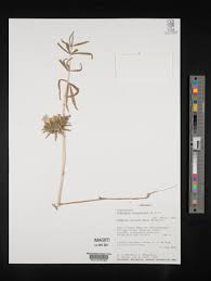 Image result for Blepharis dunensis