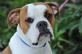 Black And White Boxer Puppies For Sale In California Boxer Dog For Adoption In Alameda Ca Adn 825316 On Puppyfinder Com Gender Male Age Young Boxer Dogs Dog Adoption Dogs