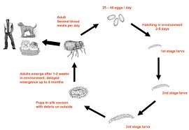 Maybe you would like to learn more about one of these? Fleas As Parasites Of The Family Canidae Parasites Vectors Full Text