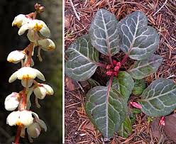 Image result for Alectra picta