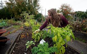 We did not find results for: I Tried To Prep My Raised Bed Garden For Winter Here S How It Went Hello Homestead