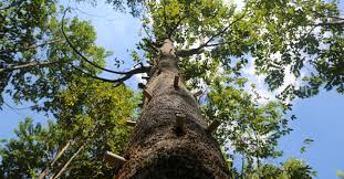 Agarwood is considered to be the most expensive wood in the world. Agarwood Sadaharitha