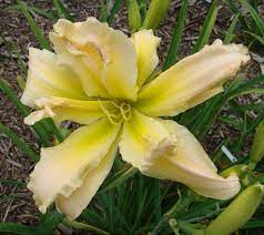 Plant database entry for daylily (hemerocallis 'solar blast') with 13 images and 29 data details. Double Uf Crispate Cascade Daylily Hemerocallis Solar Blast Gossard 2011 Plants Day Lilies Beautiful Flowers
