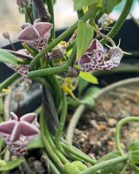 Image result for Ceropegia incana