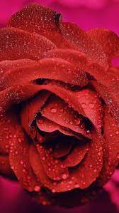 Don T Wait Life Goes Faster Than You Think Bokeh Wallpaper Iphone 6 Plus Wallpaper Rose Flower