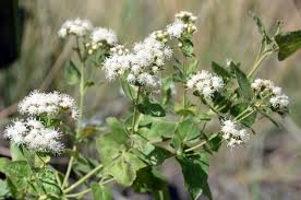 Image result for Ageratina vernalis