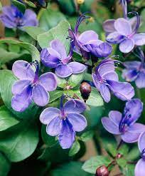 Blue Butterfly Bush Plants From Bakker Spalding Garden Company Piante Fiori Blu