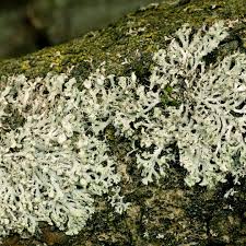 Image result for Physotrichia