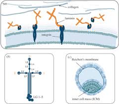 We did not find results for: Developing Defined Substrates For Stem Cell Culture And Differentiation Philosophical Transactions Of The Royal Society B Biological Sciences