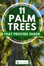 How to plant a palm tree. 11 Palm Trees That Provide Shade Garden Tabs