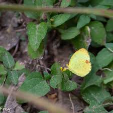 Image result for Mimosa Yellow 1990 Tracer