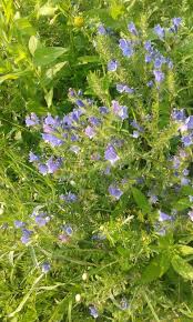 The flower contains the male pollen and/or the pistil is the female part of the plant, which is shaped like a bowling pin. What Is This Plant With Two Different Kinds Of Flowers Gardening Landscaping Stack Exchange