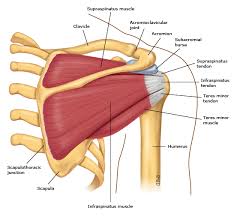 The anatomy of the shoulder. Basic Shoulder Anatomy Posterior View Uptodate