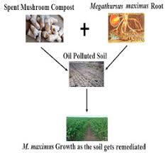 Although the concept of a mushroom substrate can be thought of as somewhat analogous to the soil for a plant, the way that mushrooms actually use a substrate is different, and needs to be fully understood by the cultivator in. Mediational Influence Of Spent Mushroom Compost On Phytoremediation Of Black Oil Hydrocarbon Polluted Soil And Response Of Megathyrsus Maximus Jacq Sciencedirect