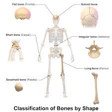It's only about 3 millimeters long in an adult. Interesting And Surprising Facts About The Human Skeleton Types Of Bones Basic Anatomy And Physiology Anatomy Bones