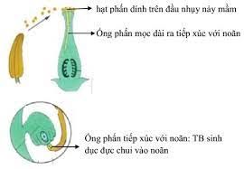 Nhân 2 giao tử đực và giao tử cái (trứng) trong túi phôi tạo thành hợp tử. Ly Thuyáº¿t Thá»¥ Tinh Káº¿t Quáº£ Va Táº¡o Háº¡t Sinh 6