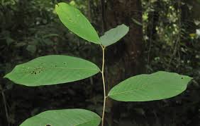 Image result for Bridelia micrantha