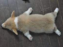 On one day, your corgi puppy may be a ball of energy and out of control. 6 Corgi Puppies Sleep Their Way Into Your Heart Sleeping Puppies Cute Baby Animals Baby Animals
