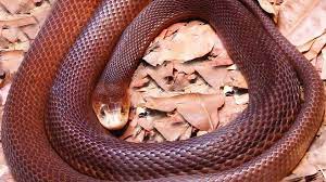 Wenn man einer schlange in der wildnis begegnet, kann das beängstigend sein, besonders wenn man nicht sicher ist, um welche art es sich handelt. Giftschlange Totet Rentner In Der Stube Tierwelt
