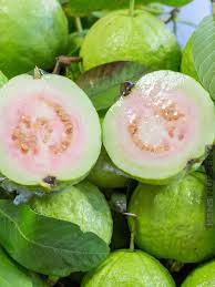 We did not find results for: Giant Peruvian White Guava Fruit Tree Kens Nursery