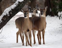 Chronic wasting disease has been found in deer, elk and/or moose in at least 24 states and two canadian provinces since the start of the year, the centers for disease control and prevention. Deer Disease Spreads In Iowa News The Ames Tribune Ames Ia