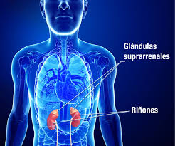 Resultado de imagen para glandulas suprarrenales