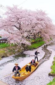 Sakura On The River Japan Places To Travel Beautiful Places Places To Go