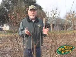 Dave wilson nursery is the largest wholesale grower of fruit trees for the home garden in the united states. Extreme Fruit Tree Pruning 2013 Youtube