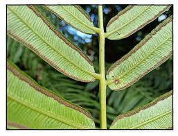 Image result for Pteris intricata