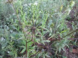 Image result for Bidens flagellata