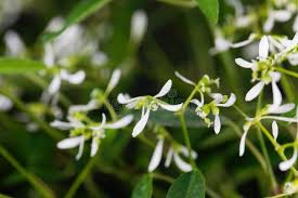 Image result for Euphorbia graminea