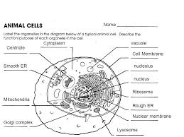 What is a rough er in an animal cell. Cytoplasm Vacuole Centriole Cell Membrane Smooth Er Nucleolus Nucleus Ppt Video Online Download