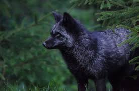 Black Silver Fox Pet Fox Animals Silver Fox