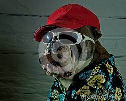 Olde English Bulldog With Sunglasses Hat And Cigar English Bulldog Dog Photos Bulldog